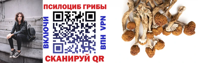 OMG tor  Кирс  Псилоцибиновые грибы мухоморы 